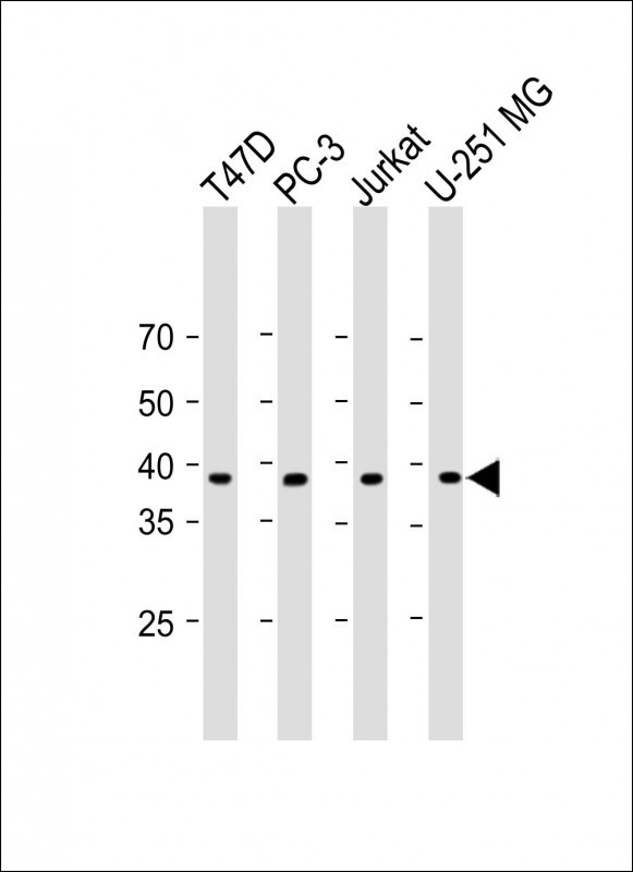 PSMB11