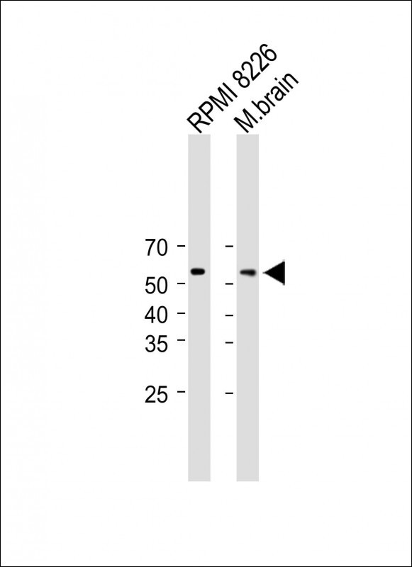 SMPD3 (N-term)