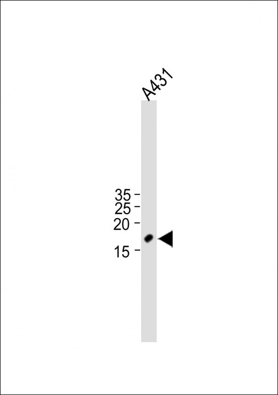 PCP2