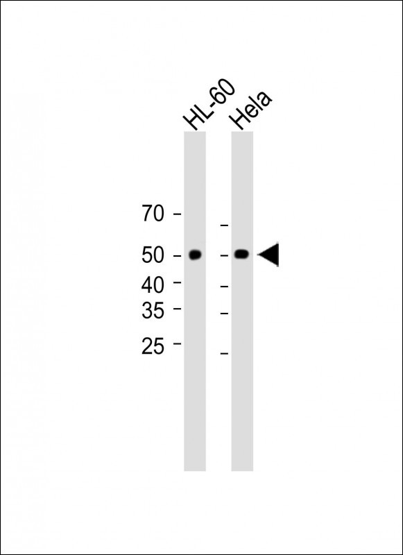 LCLT1  (C-term)
