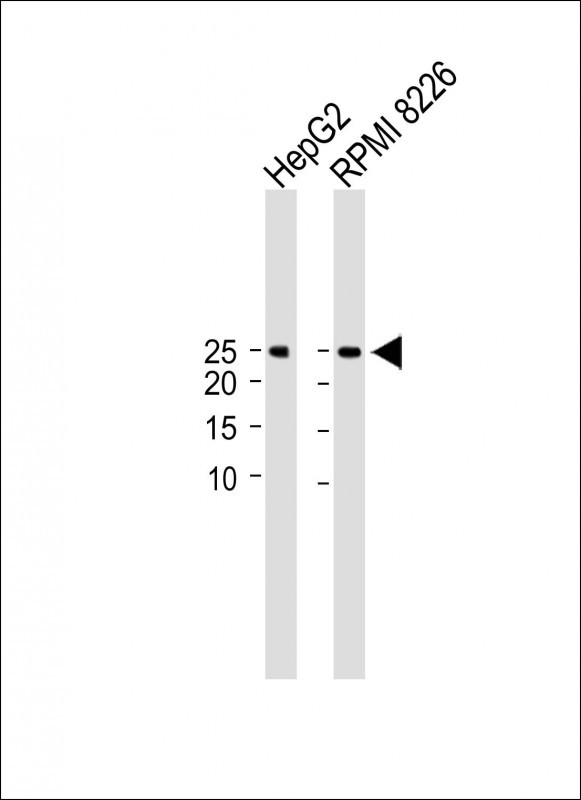 SEC11C