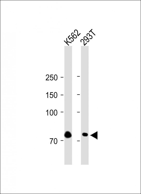GTPBP4