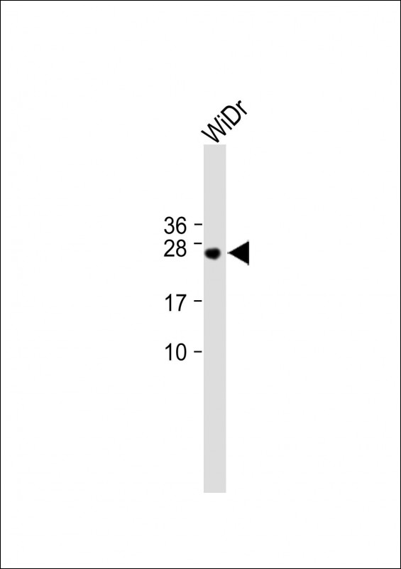 C9orf95 (N-term)