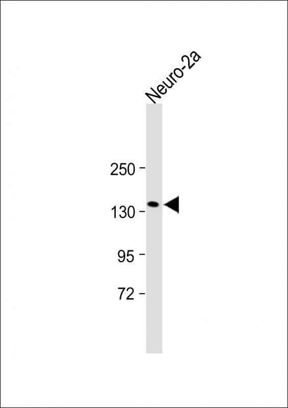 ITGA11 (N-term)