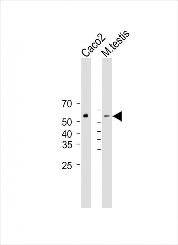 DHCR7