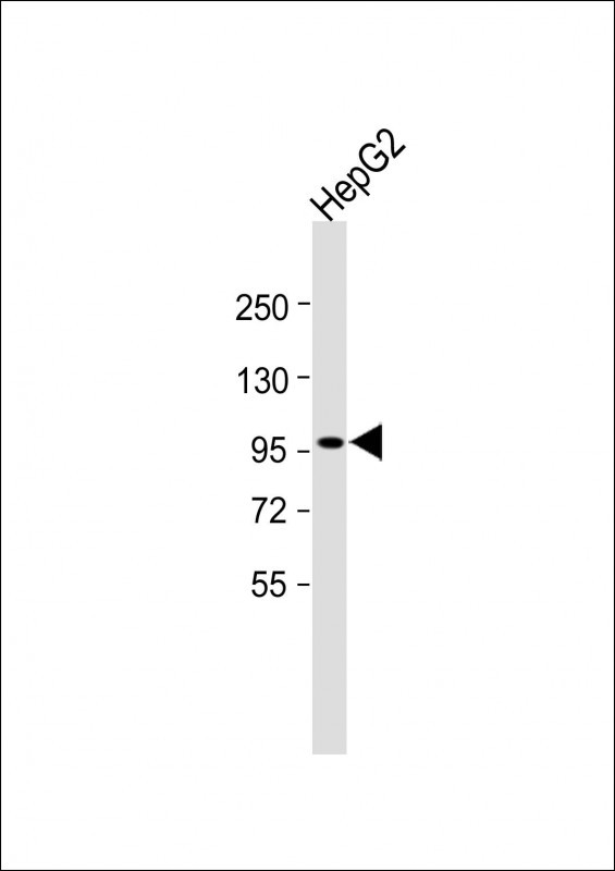 INTS6 (N-Term)