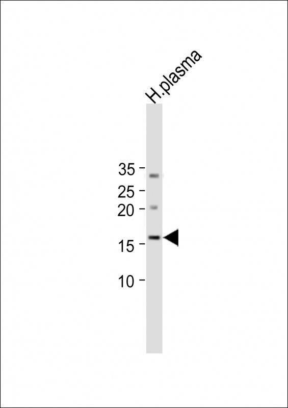 IL4