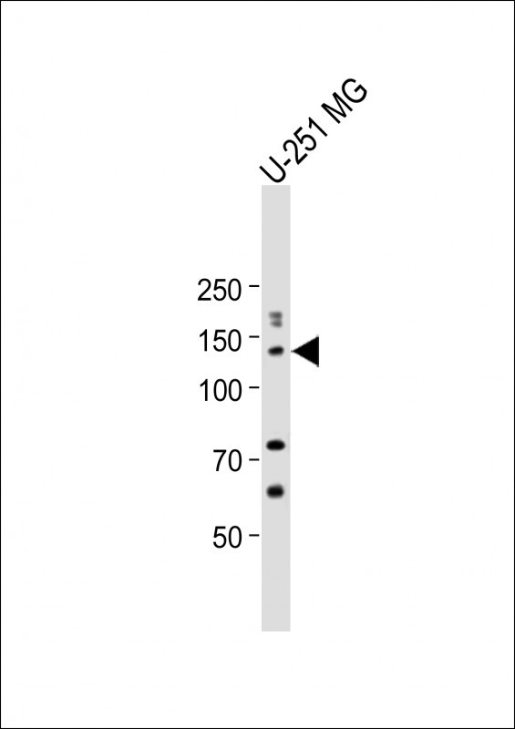 ZNF516