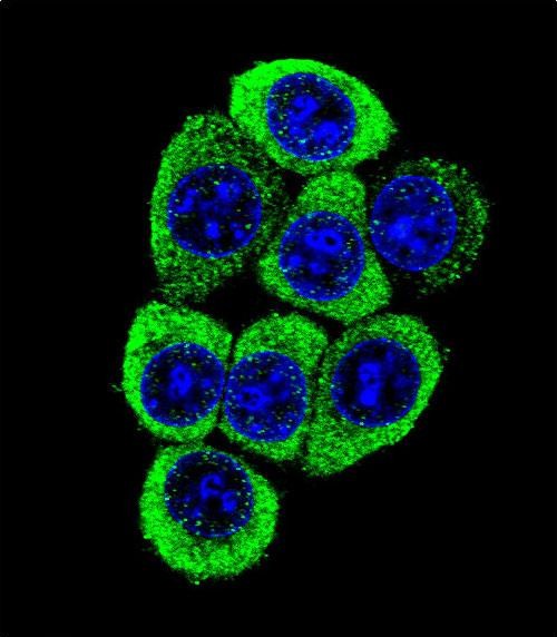 Rabbit Polyclonal Antibody to TMEM150B (N-term)
