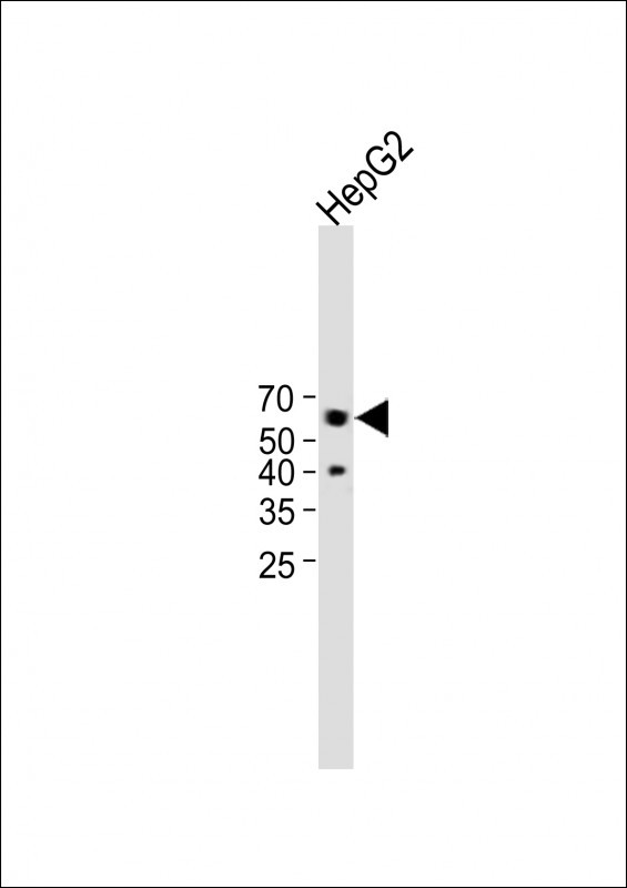 Connexin 50 (N-term)