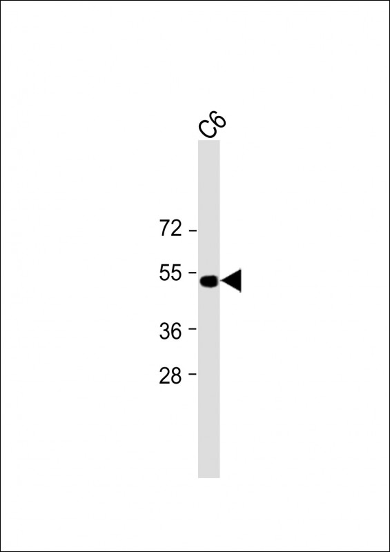PSMC2