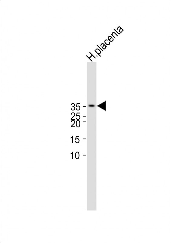CGB/HCG-Beta