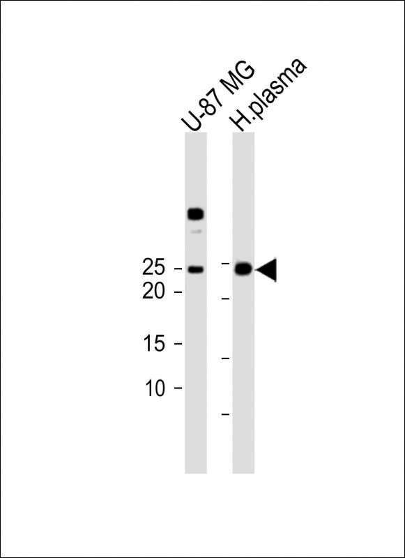 IL6