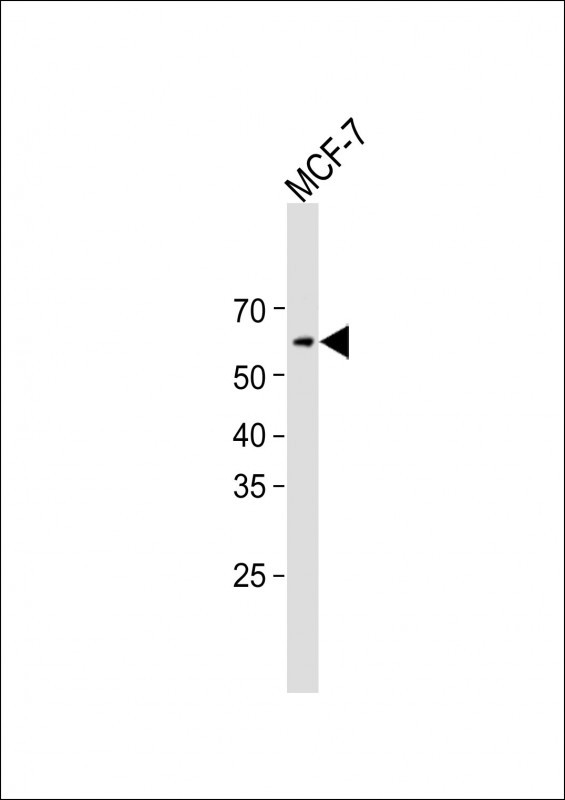 MLPH