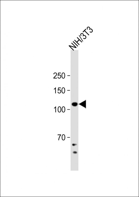 Mouse Dnmt3b