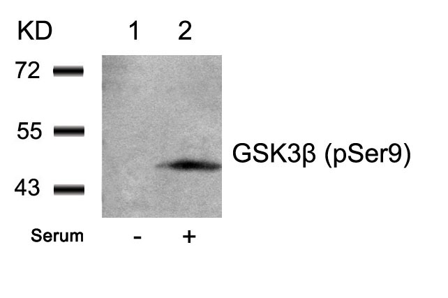 GSK3β(Phospho-Ser9)