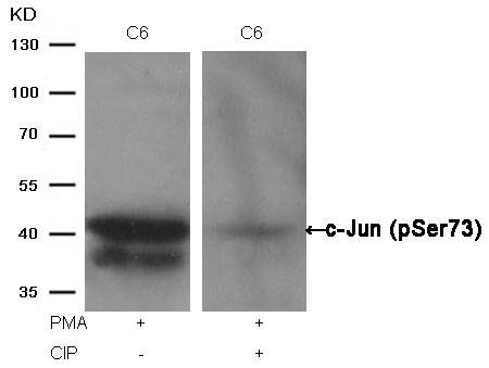 Rabbit Polyclonal Antibody to c-Jun(Phospho-Ser73)