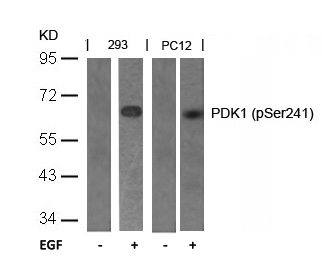 PDK1(Phospho-Ser241)