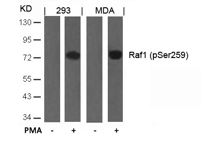 Raf1(Phospho-Ser259)