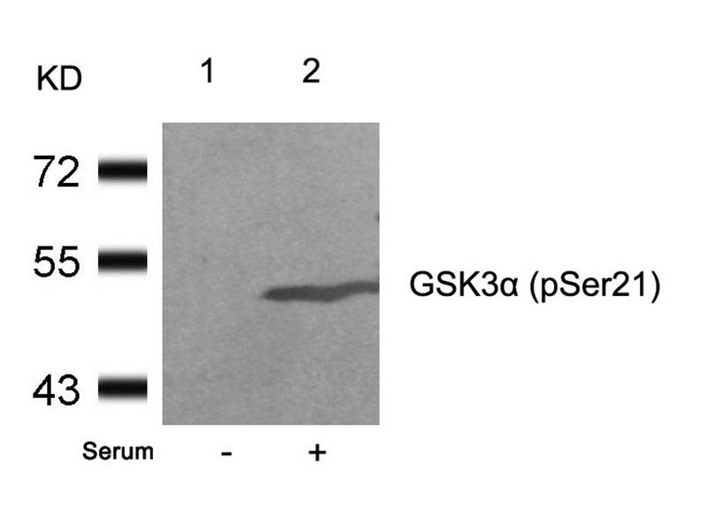 GSK3a(Phospho-Ser21)