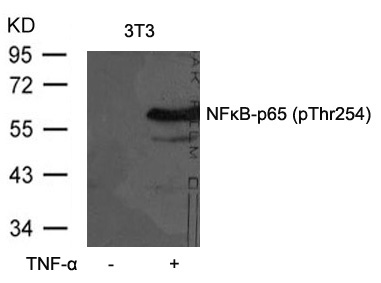 NFkB-p65(Phospho-Thr254)