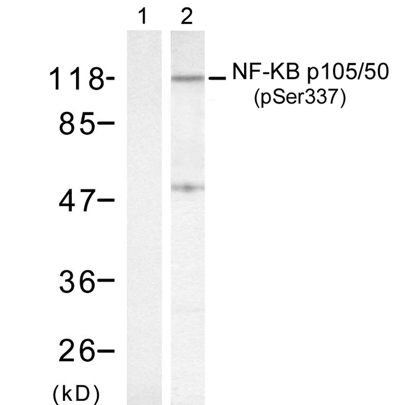 NFkB-p105/p50(Phospho-Ser337)