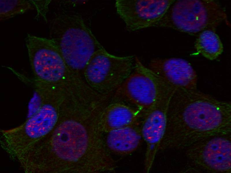 Rel(Phospho-Ser503)