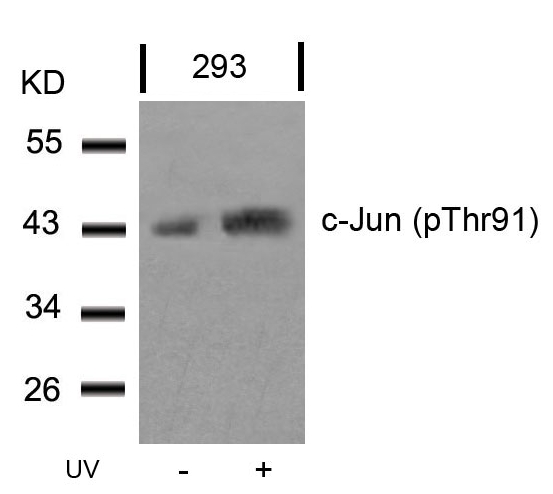 c-Jun(Phospho-Thr91)
