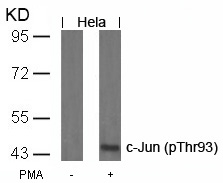 c-Jun(Phospho-Thr93)