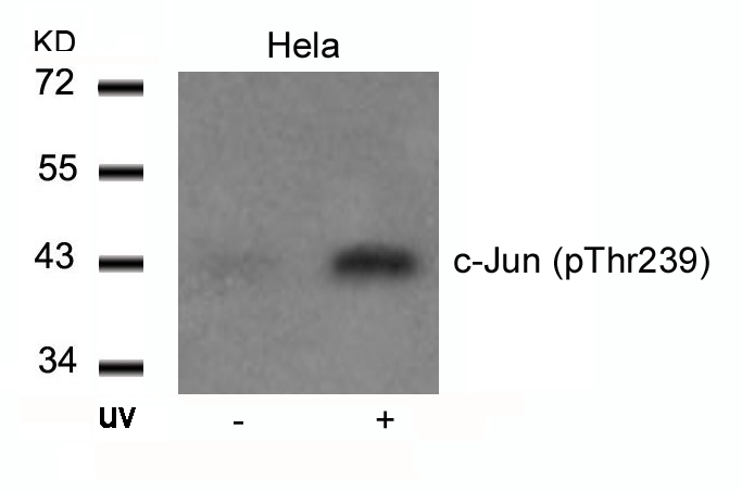 c-Jun(Phospho-Thr239)