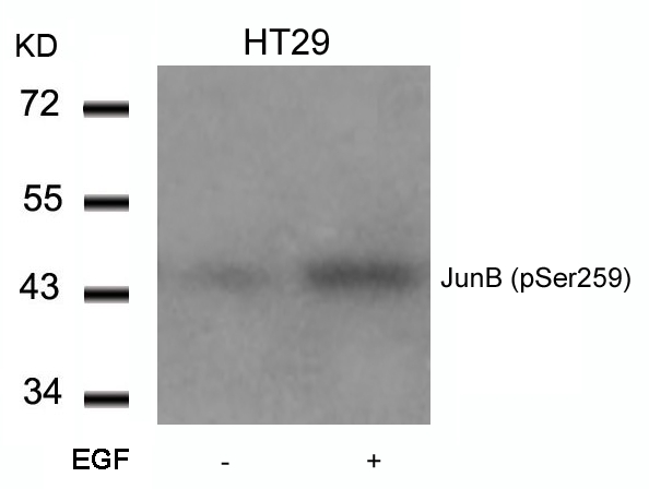 JunB(Phospho-Ser259)
