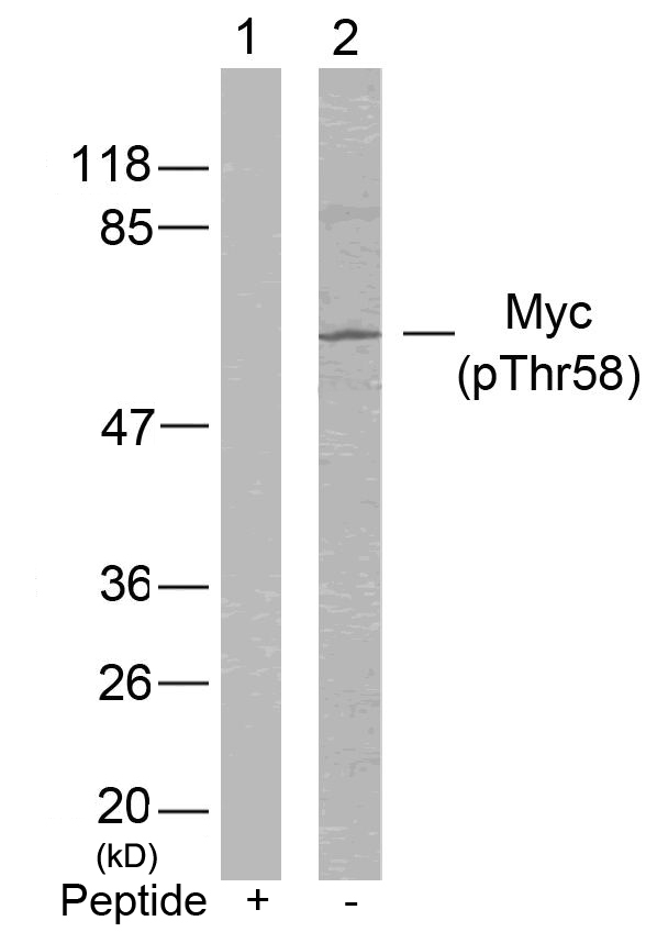 Myc(Phospho-Thr58)