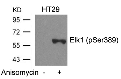 Elk1(Phospho-Ser389)