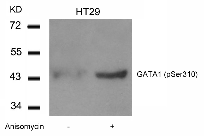 GATA1(Phospho-Ser310)