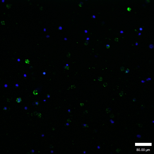 Rabbit Polyclonal Antibody to GATA1(Phospho-Ser310)
