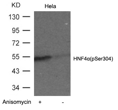 HNF4a(Phospho-Ser304)