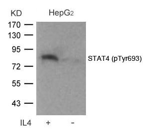 STAT4(Phospho-Tyr693)