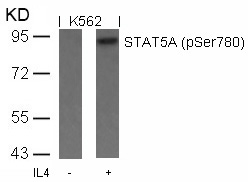 STAT5a(Phospho-Ser780)