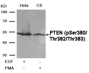 PTEN(Phospho-Ser380/Thr382/Thr383)