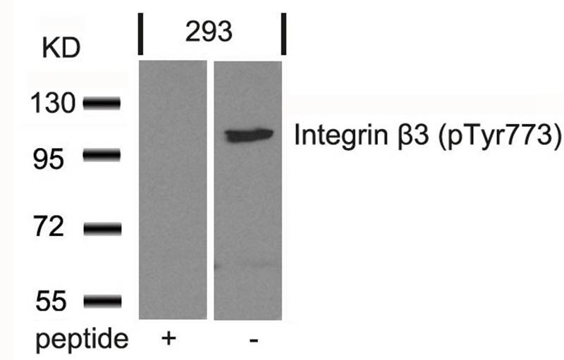 Integrin b3(Phospho-Tyr773)