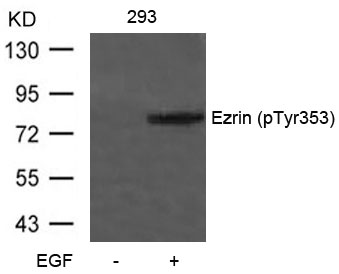 Ezrin(Phospho-Tyr353)
