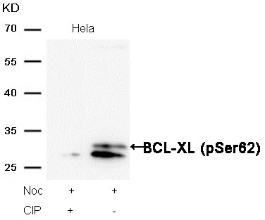 BCL-XL(Phospho-Ser62)