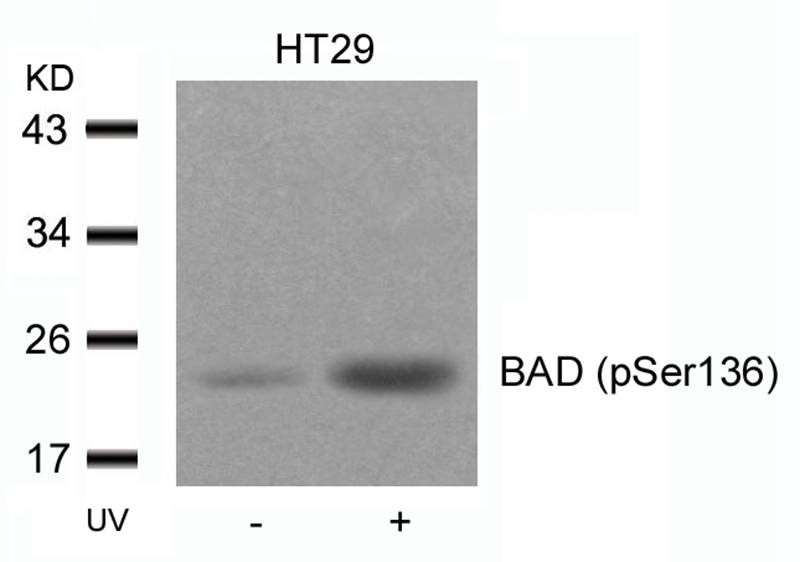 BAD(Phospho-Ser136)