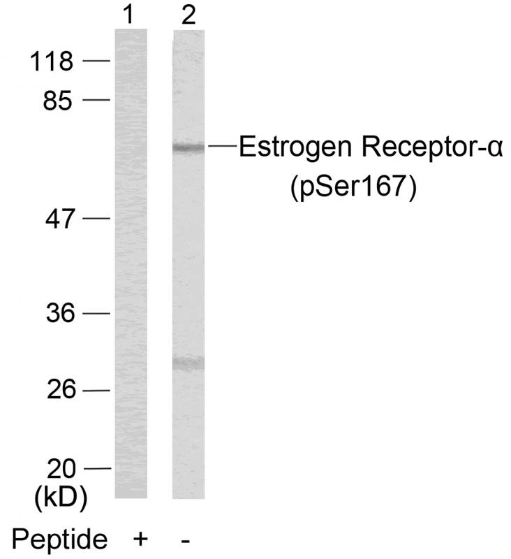 Estrogen Receptor-a(Phospho-Ser167)