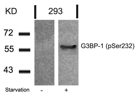 G3BP-1(Phospho-Ser232)