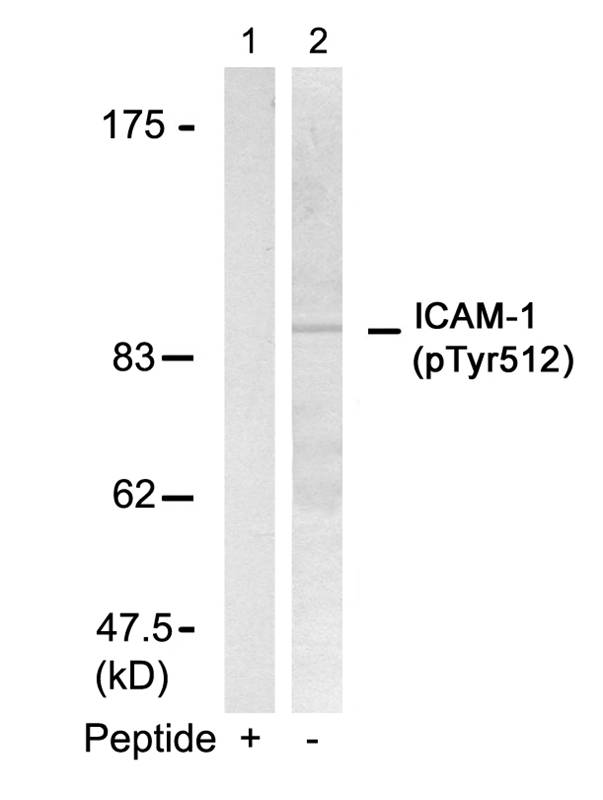 ICAM-1(Phospho-Tyr512)