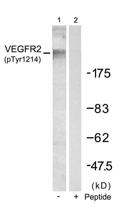 VEGFR2(Phospho-Tyr1214)
