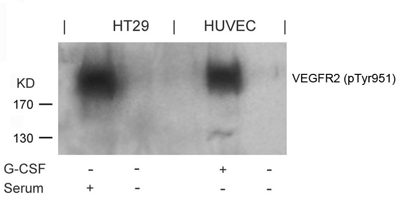 VEGFR2(Phospho-Tyr951)
