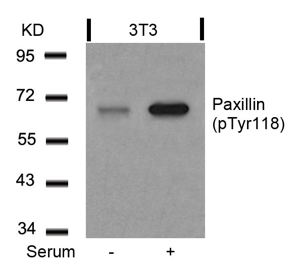 Paxillin(Phospho-Tyr118)