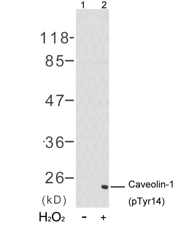 Caveolin-1(Phospho-Tyr14)